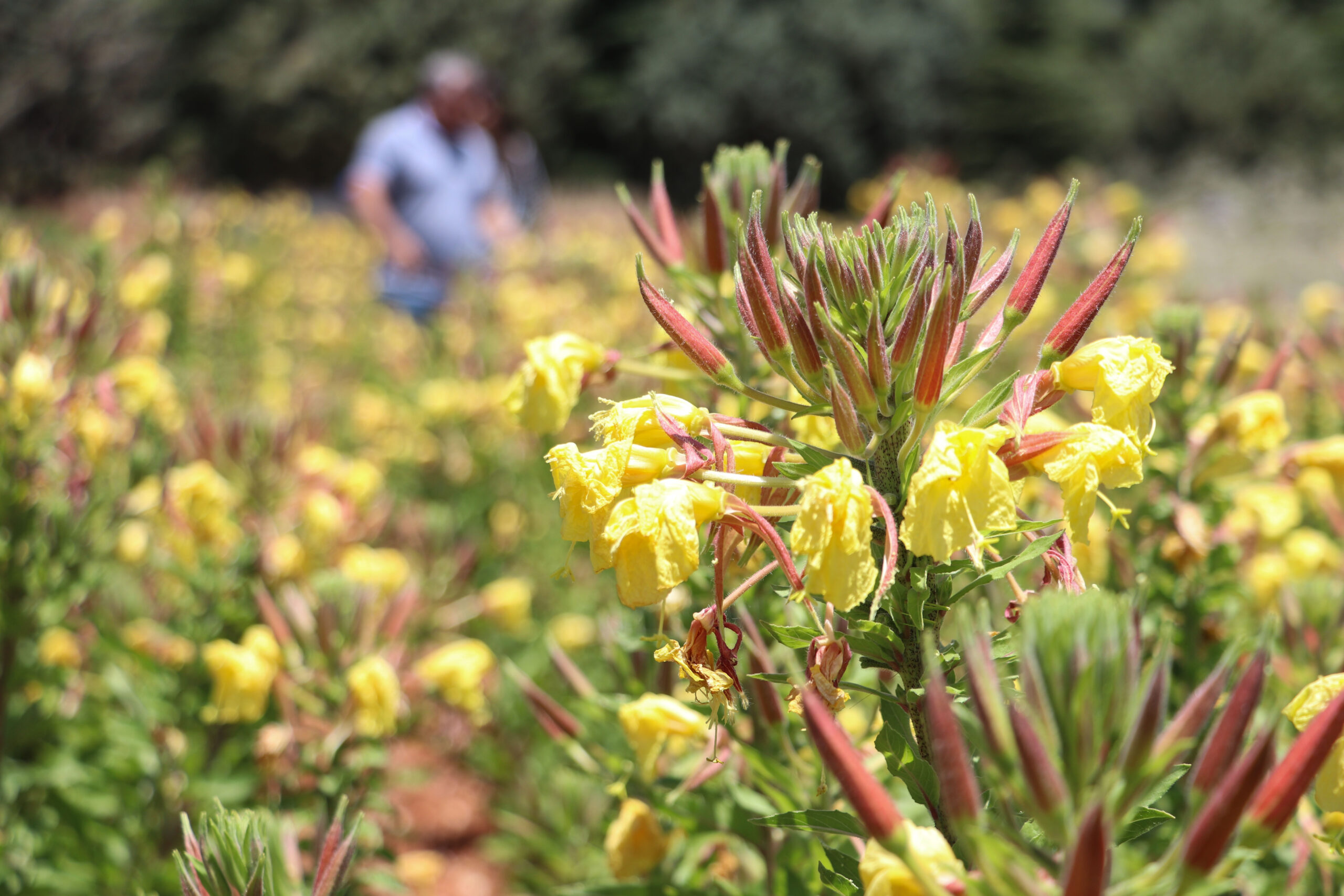 Turkish scholars reveal native N. American plant can thrive in Türkiye