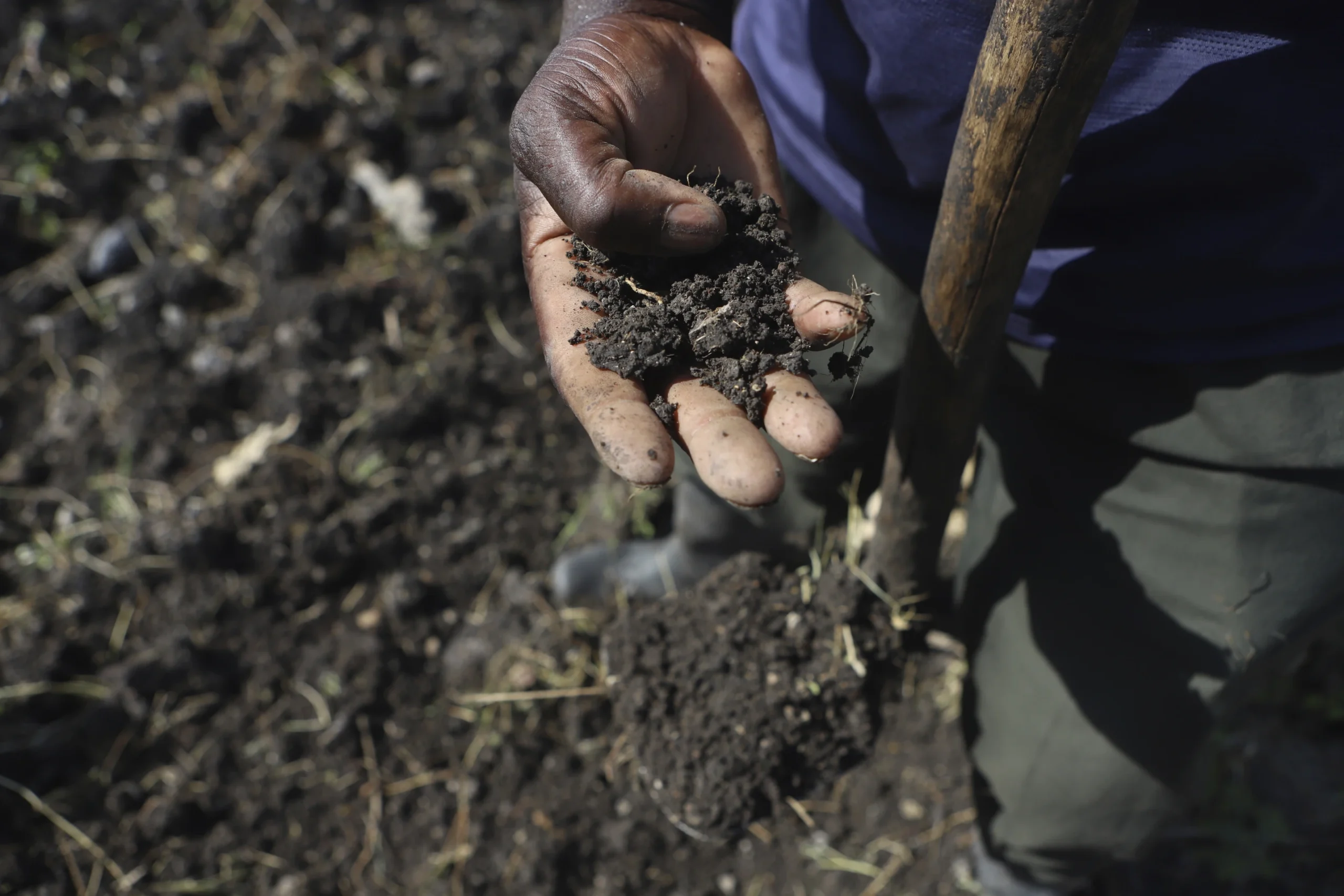 Fertilizer use wrecks yields, deepens food security challenges in Africa