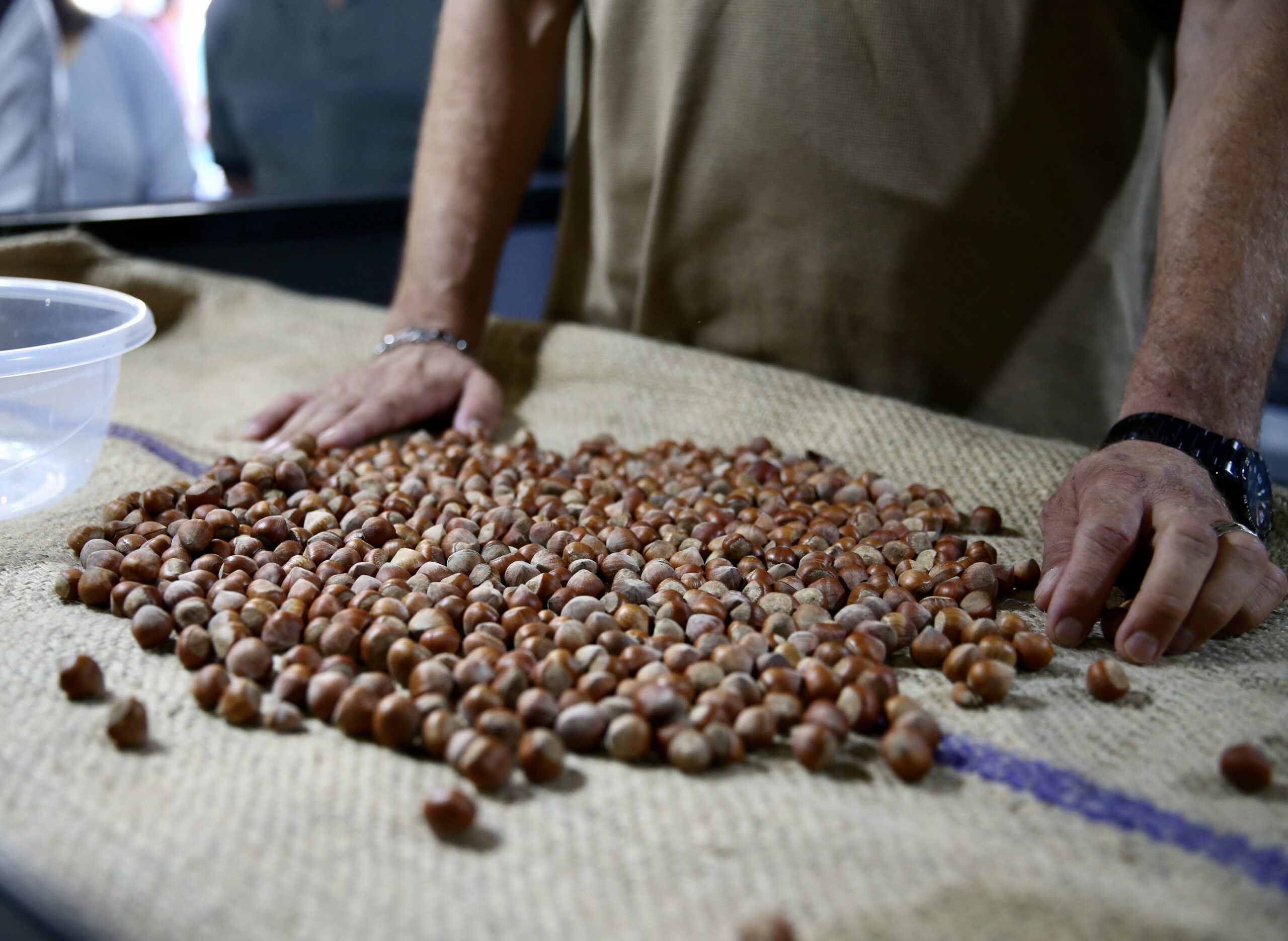 Is Türkiye’s hazelnut industry facing bankruptcy? Challenges, opportunities in 2024