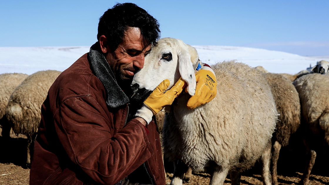 Türkiye faces critical shepherd shortage, sector turns to foreign workers